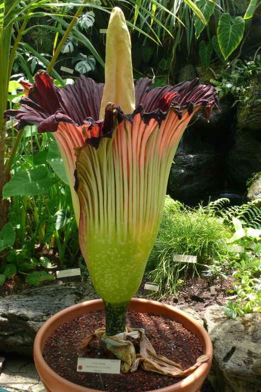 a flower that is sitting in a pot