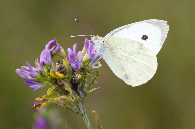 white erfly sitting on flower in outdoor setting