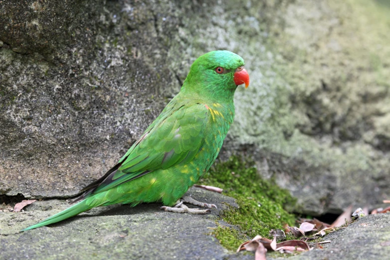 a green bird sitting on top of a rock next to moss