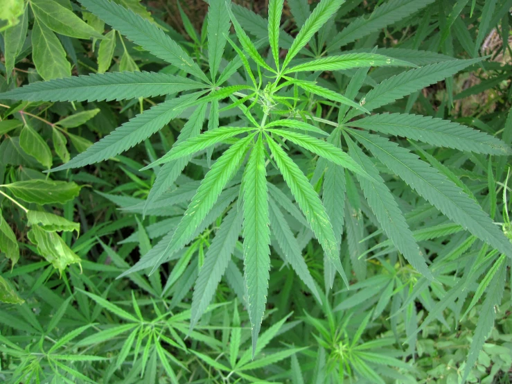 a large marijuana plant in the middle of a lush green forest
