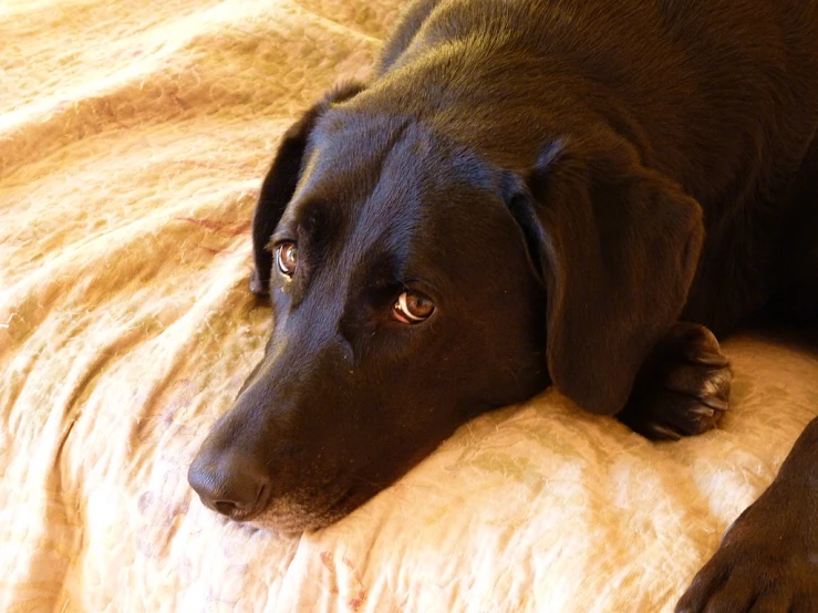 a large black dog laying down on a pillow