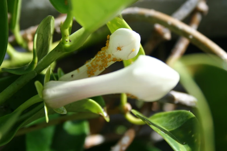 an unripe plant with white flowers is shown