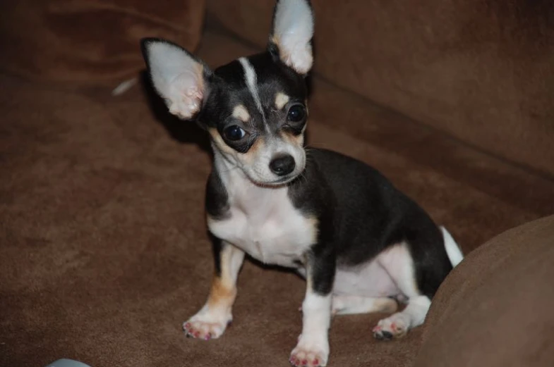 a small chihuahua sitting on top of a couch