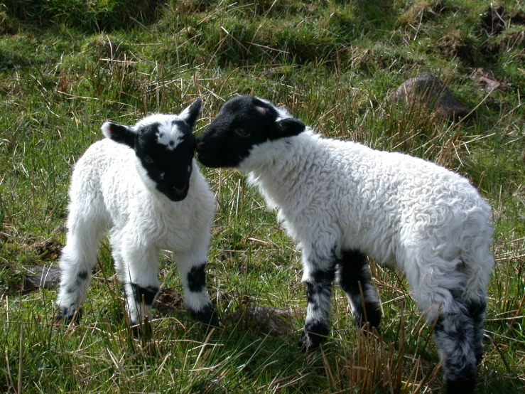 two lambs standing next to each other in a field