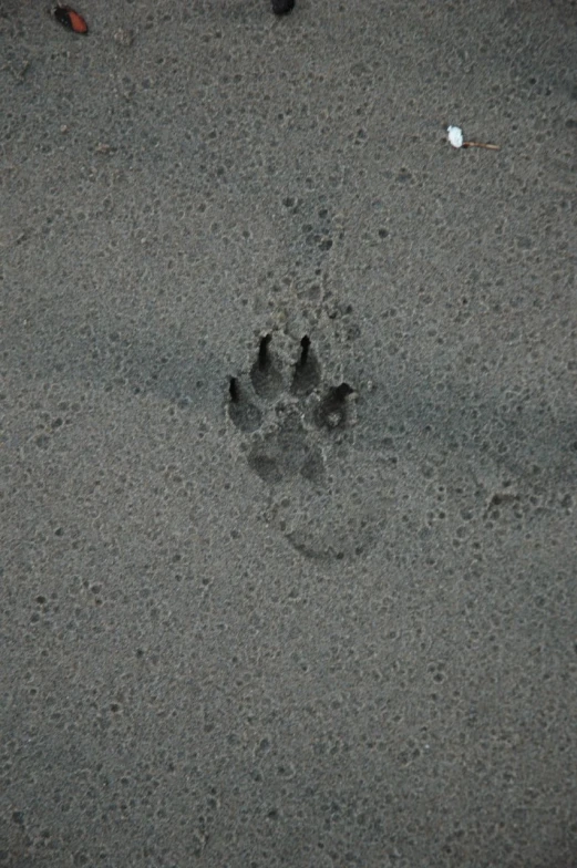 a bird is on the sand, paw prints in the sand