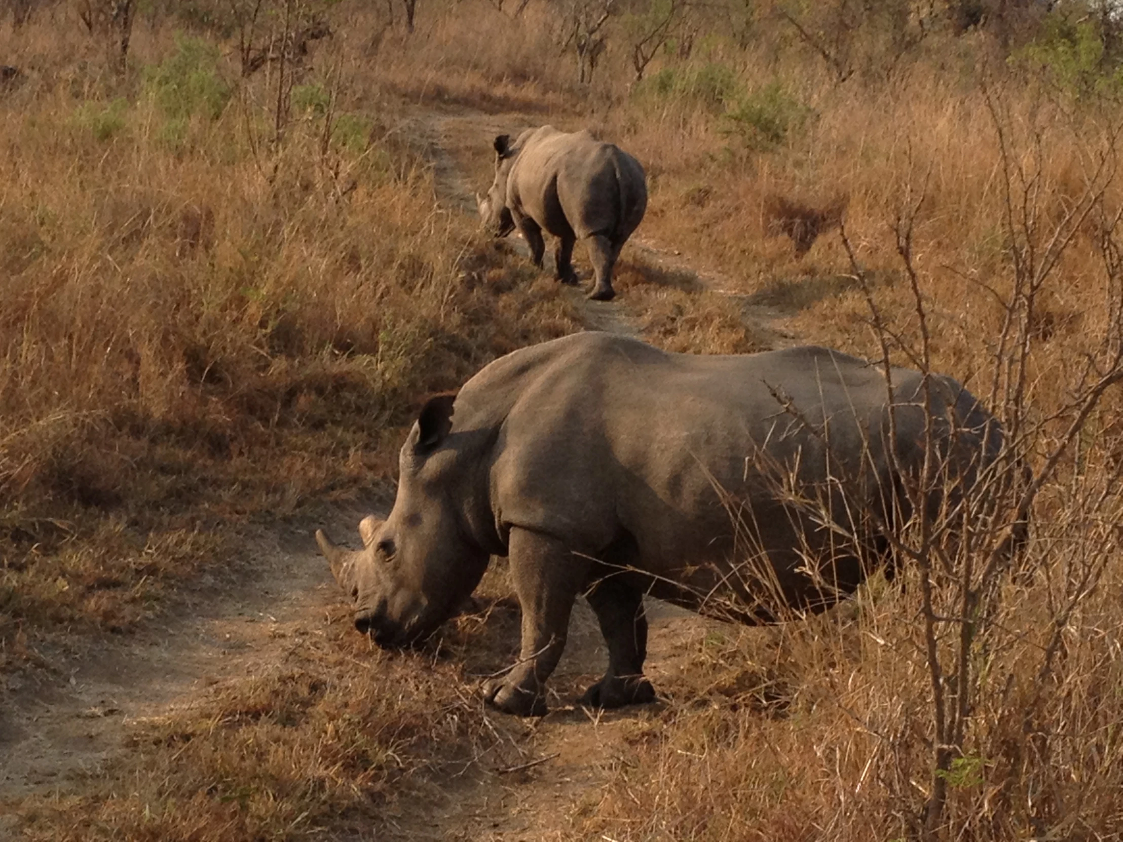 rhinoceros walking in tall grass on dirt road