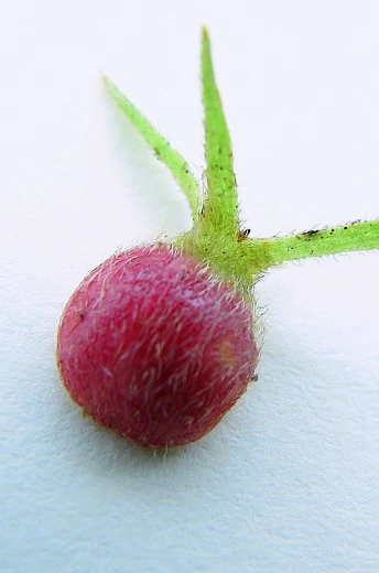 a flower stem sitting in the snow with its center facing upward