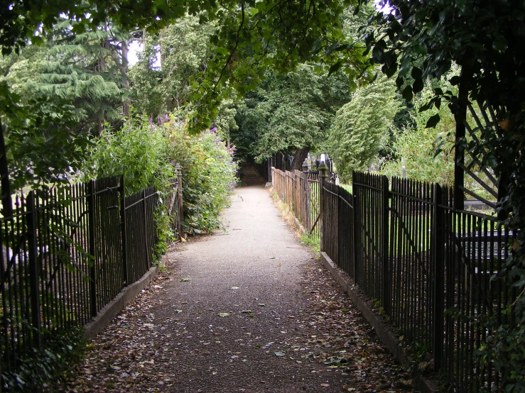 a pathway surrounded by leaves in front of a fence
