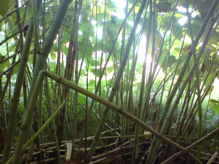 a group of trees and shrubs sitting in a field