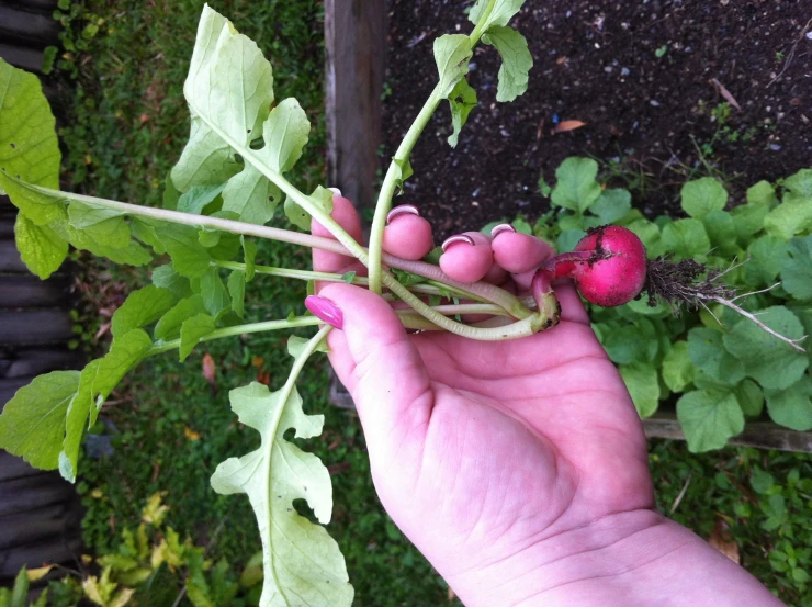 a hand holding a plant that is over ripened and has green leaves and red berries