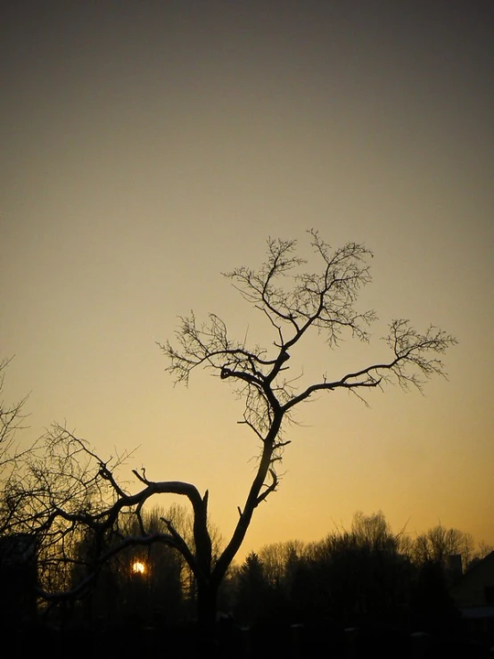 a lone tree sits in the field at night