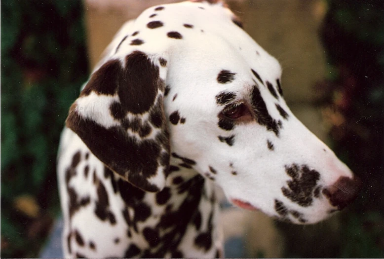 a dalmatian is standing in a defensive stance