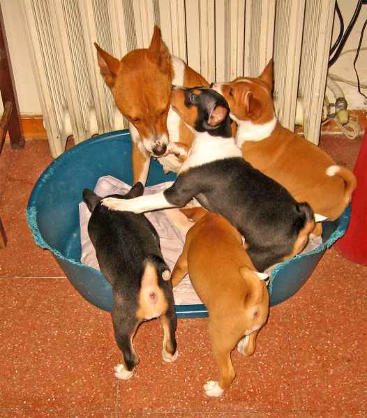three dogs are sitting in a little dog bed