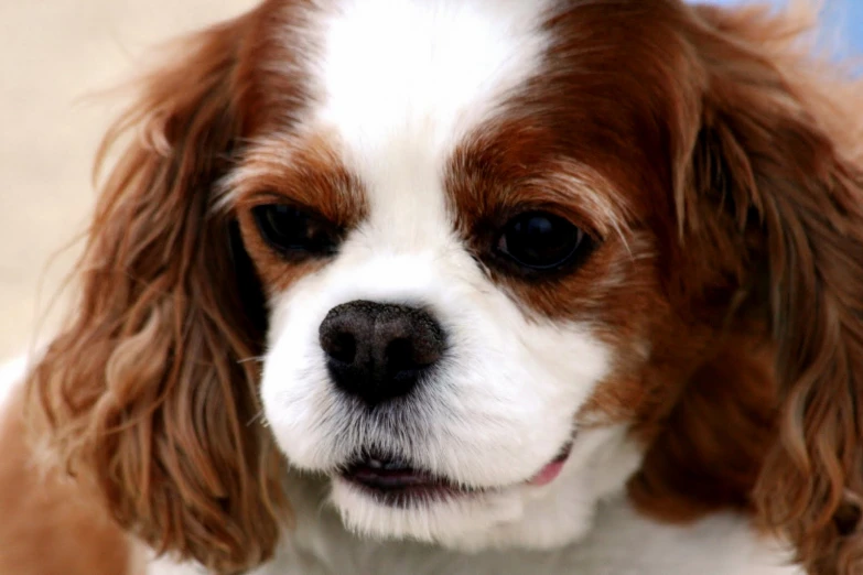 a brown and white dog is standing and looking forward