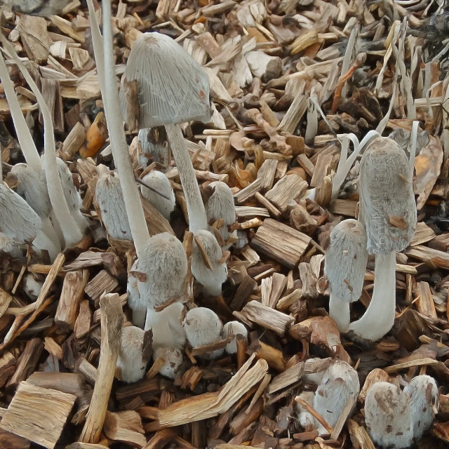 several mushrooms that are standing in the grass