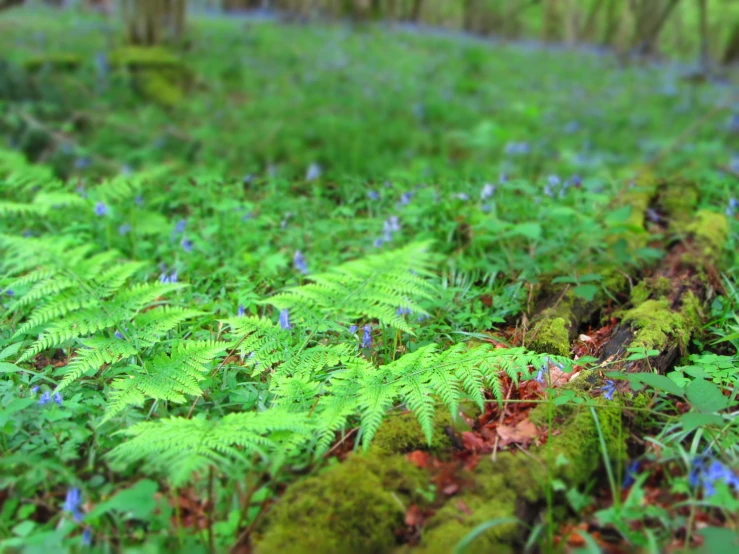 a lush, green forest with blue and white flowers