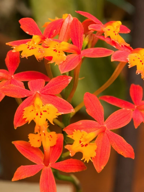 red and yellow flowers on a tall stalk