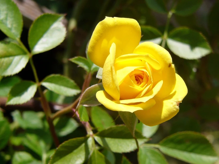 a yellow rose in the middle of its blooming habit