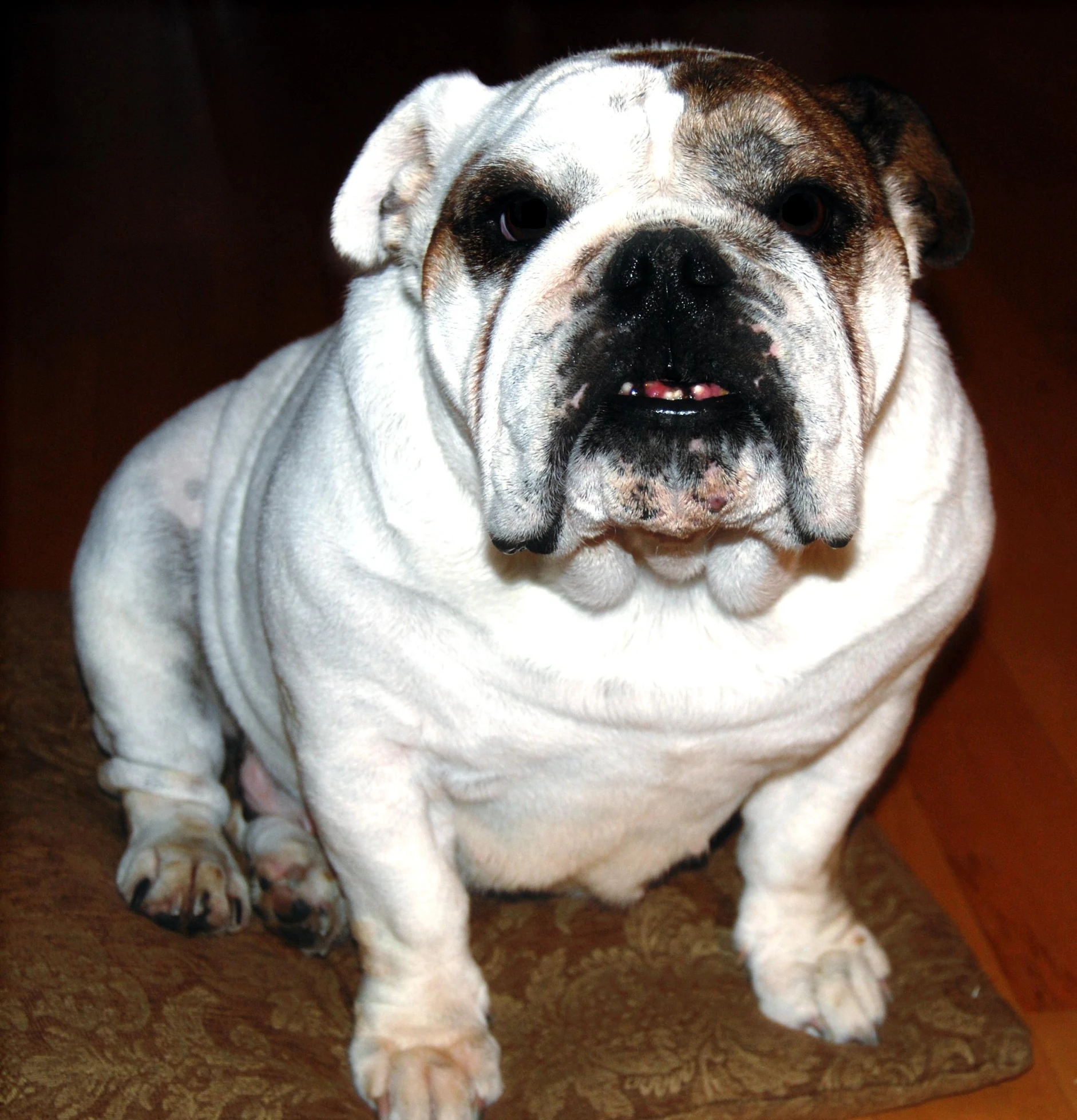 a bulldog is sitting on the floor with it's head on the rug