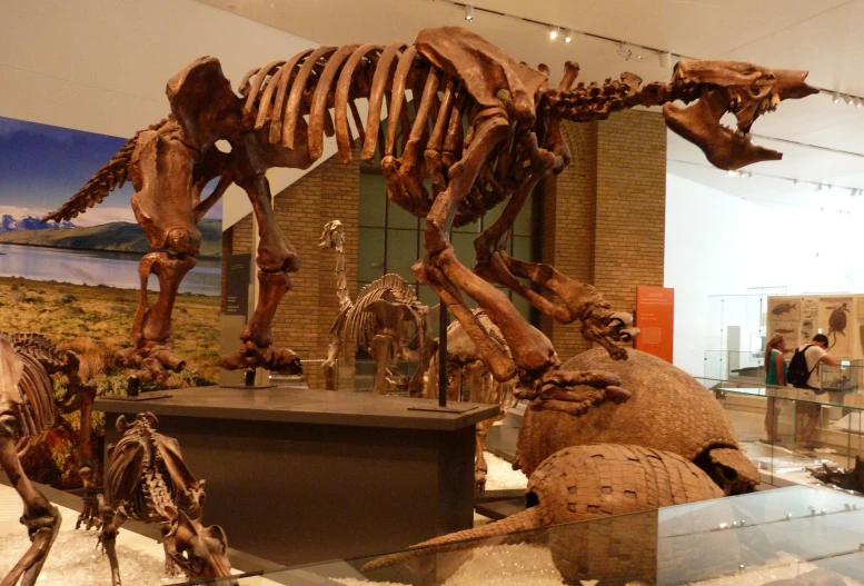 a skeleton of a dinosaur is displayed in a museum