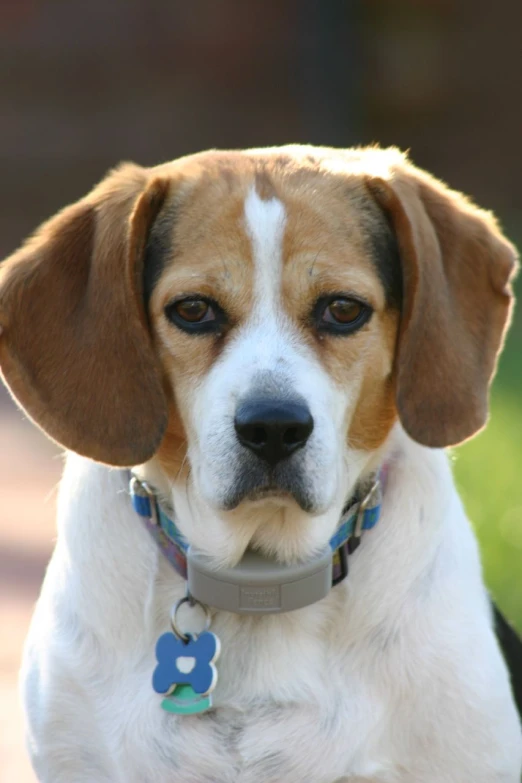 a cute beagle dog wearing a collar