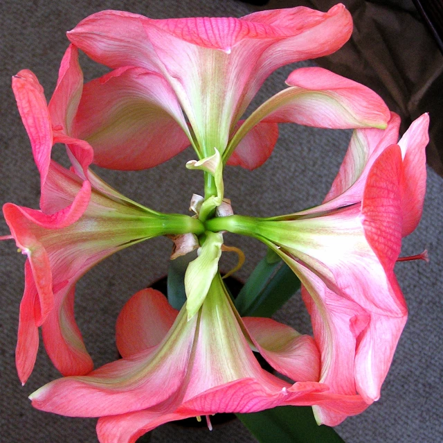 a pink and green flower in a vase on the ground