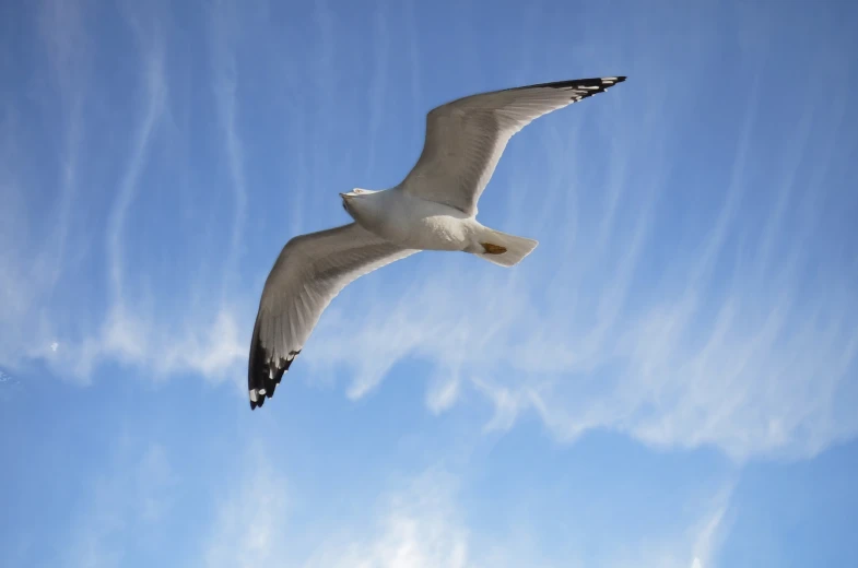 the bird is flying high in the clear blue sky