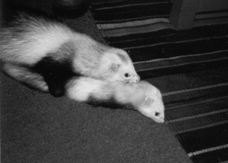 a ferret laying on the floor in a black and white po
