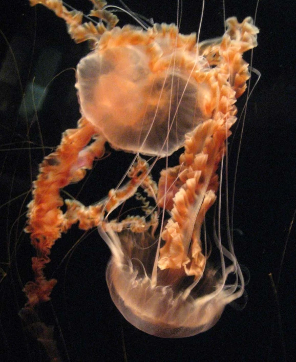 a very large jellyfish in the water