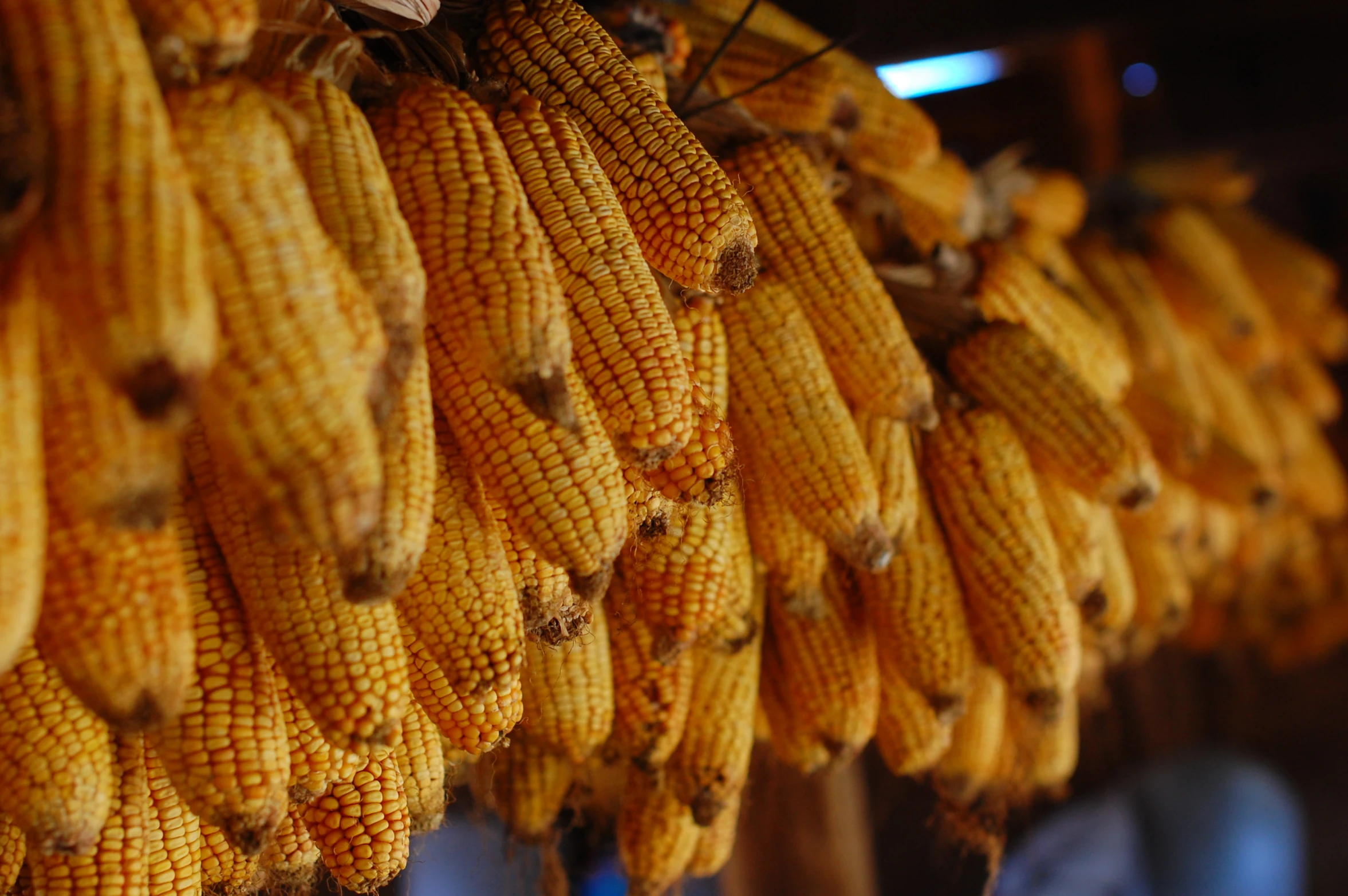 a bunch of corn on display in a grocery store