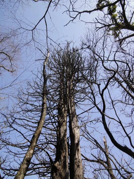 tall tree with lots of dead leaves and no leaves