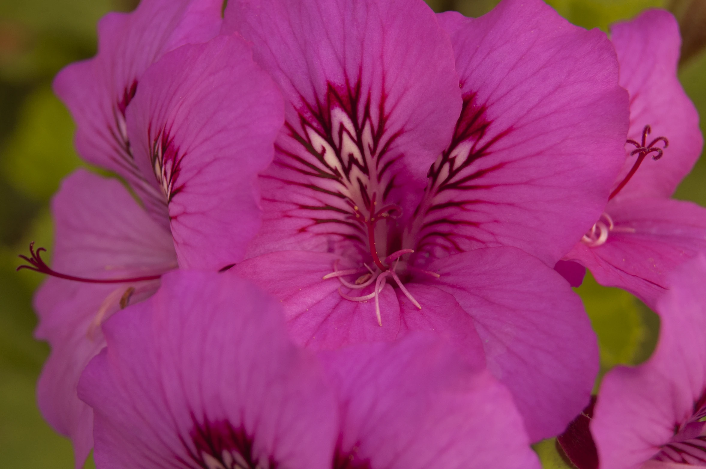 purple flower with white centers on it