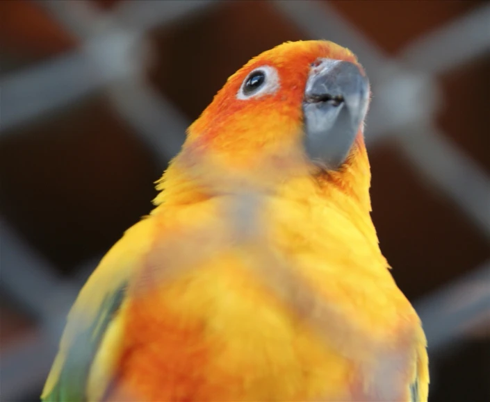 a very colorful bird standing by a chain link fence