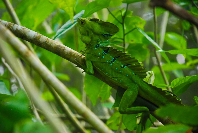 a green lizard on a tree nch in a jungle