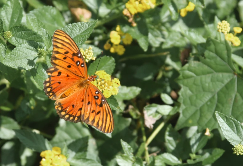 a erfly sitting on some yellow flowers