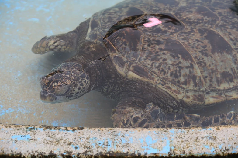 a large turtle floating on top of a body of water