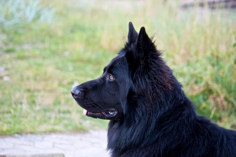 an image of a large dog that is in the outdoors