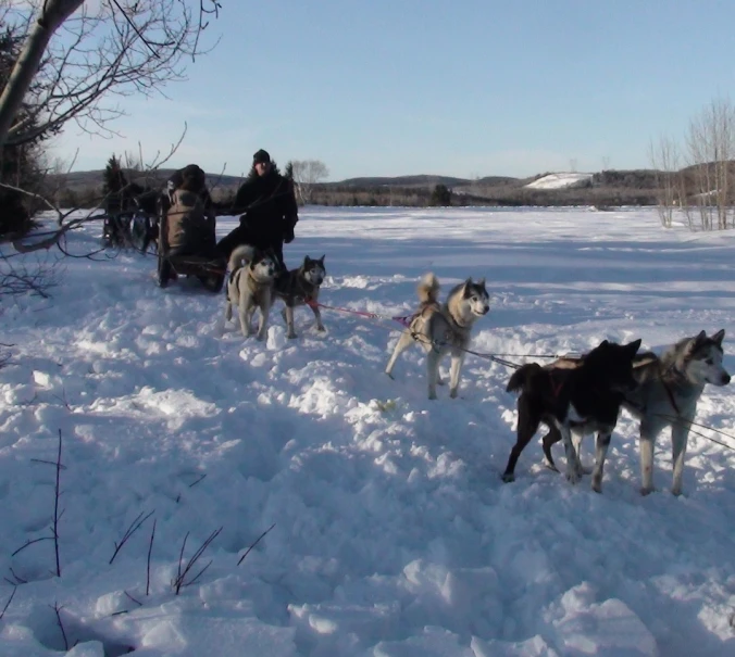a group of husky dogs pulling two men in a wagon