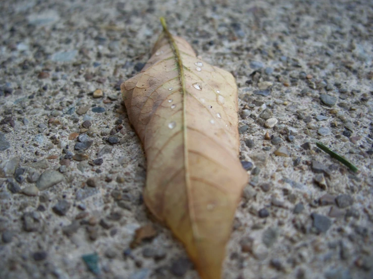 a dead leaf sitting on the ground