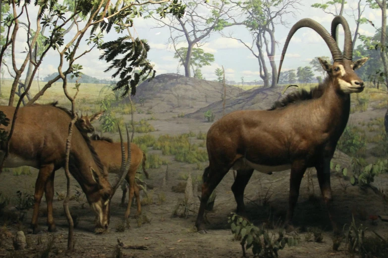 painting of three long horn sheep in the wild