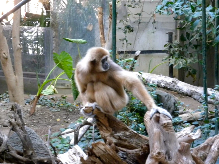 an adult giraffe is climbing over a log