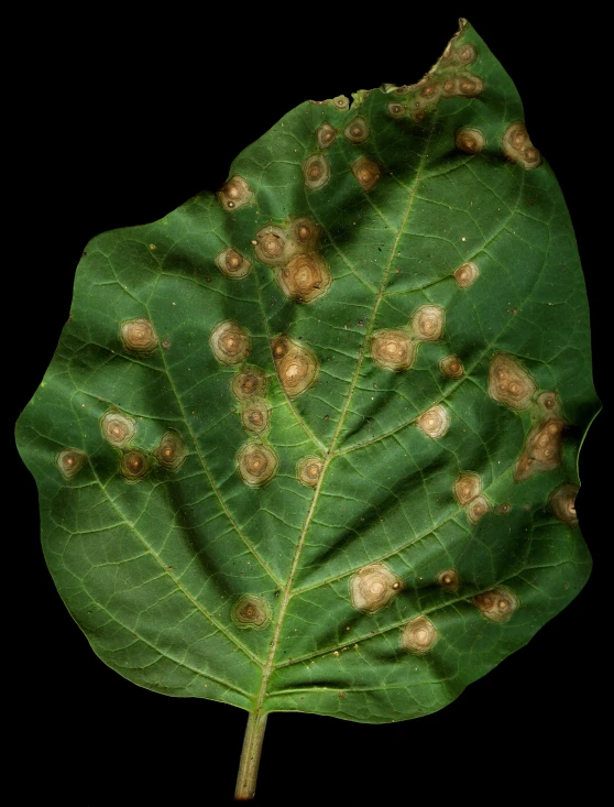 some very large leaves with small brown dots on them