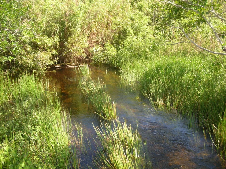 a creek flowing through a lush green forest