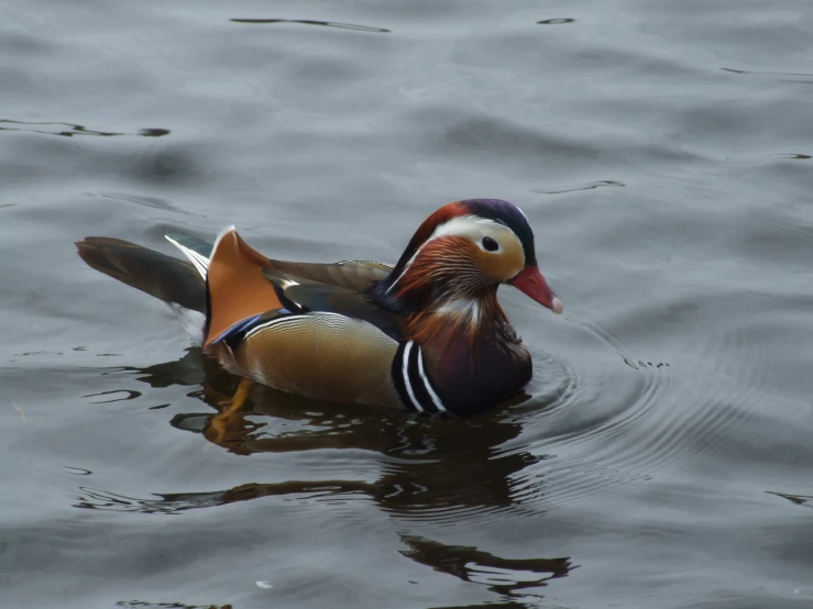 a mandarin duck floating on top of a body of water