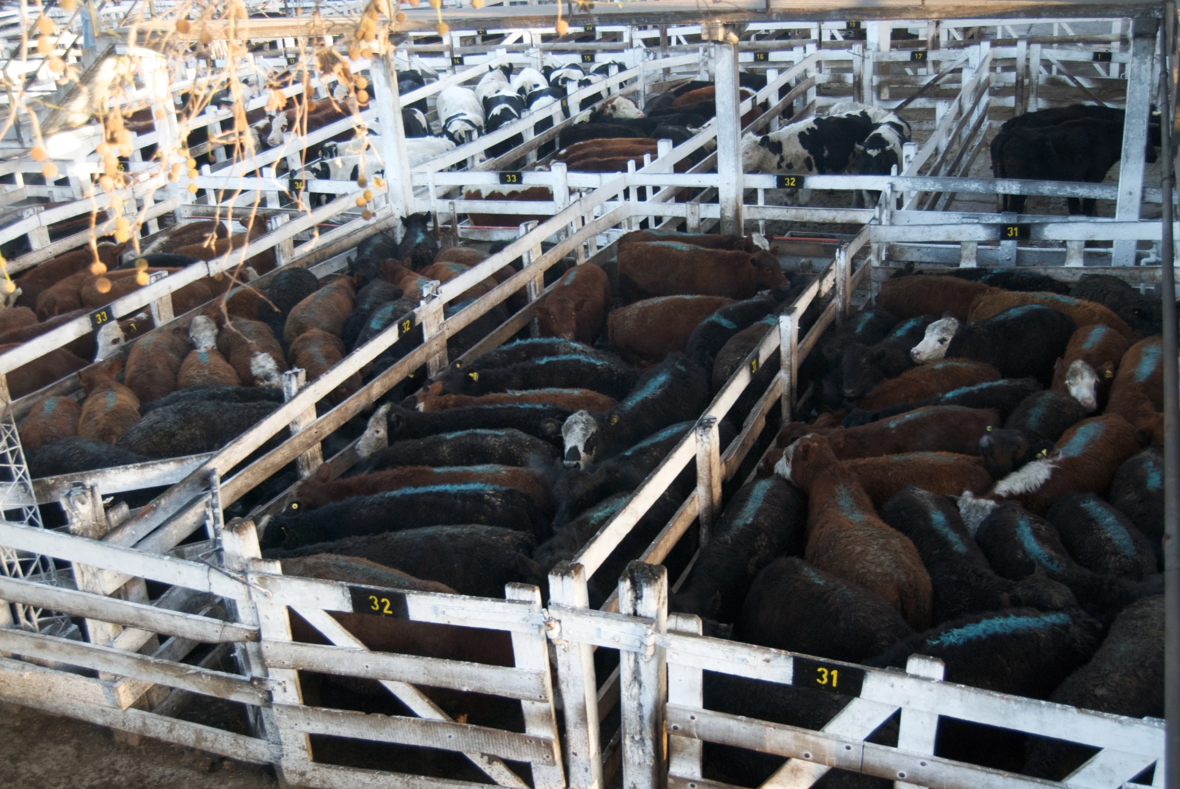 several animals sitting in pens that are full of blue paint