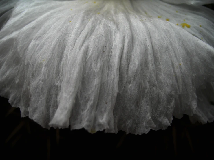 the underside of a flower with water drops