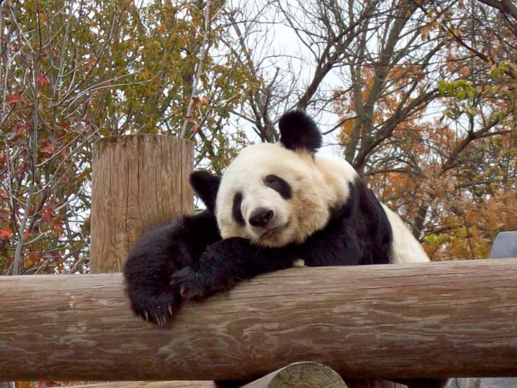 a panda bear sitting up against a tree in a zoo