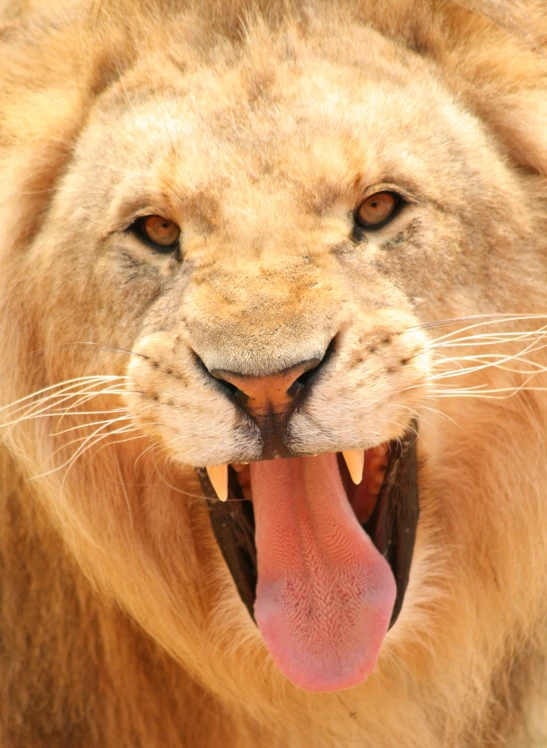 an image of a lion with its mouth open