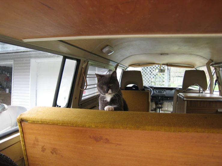 a cat sits inside the rear seat of a parked bus