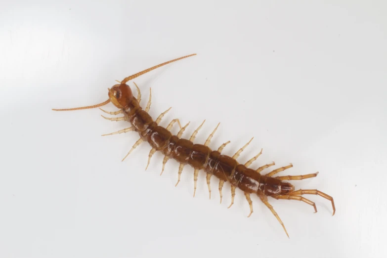 a very long centipee sitting on top of a white table